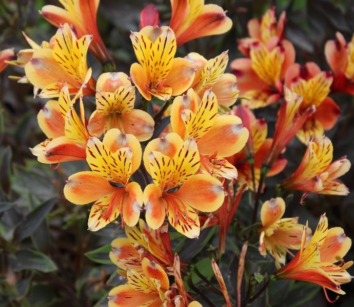 ALSTROEMERIA CLT 2-3 (SUMMER BREEZE)