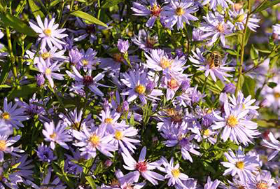 ASTER CORDIFOLIUS GDT