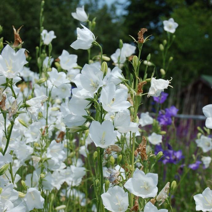 CAMPANULA PERSICIFOLIA GDT