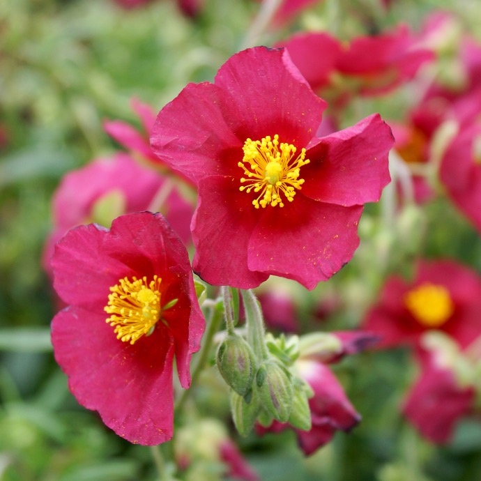 HELIANTHEMUM NUMMULARIUM CLT 1-2 (JAUNE)