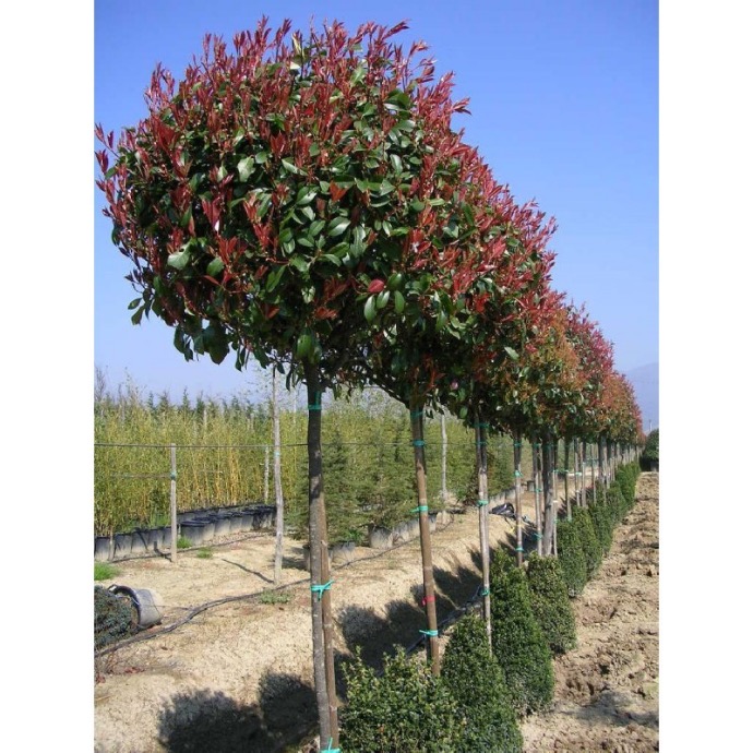 PHOTINIA FRASERI RED ROBIN TIGE 8-10 (POT 25L)