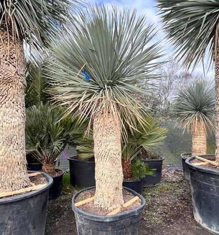 [12628] YUCCA ROSTRATA 40/60 (POT 10L)