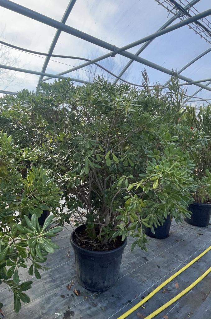 PITTOSPORUM TOBIRA 125/150 (POT 50L)