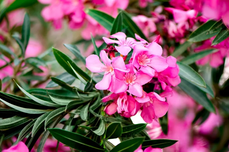 NERIUM OLEANDER (LAURIER ROSE) 150/175