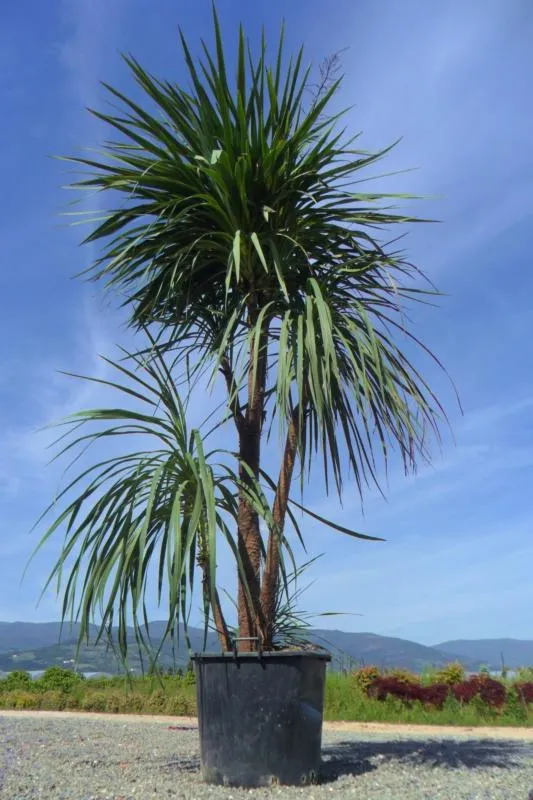 DRACAENA INDIVISA (CORDYLINE INDIVISA) CEPEE 150/175 (CEPEE, POT 55L, 150/175)