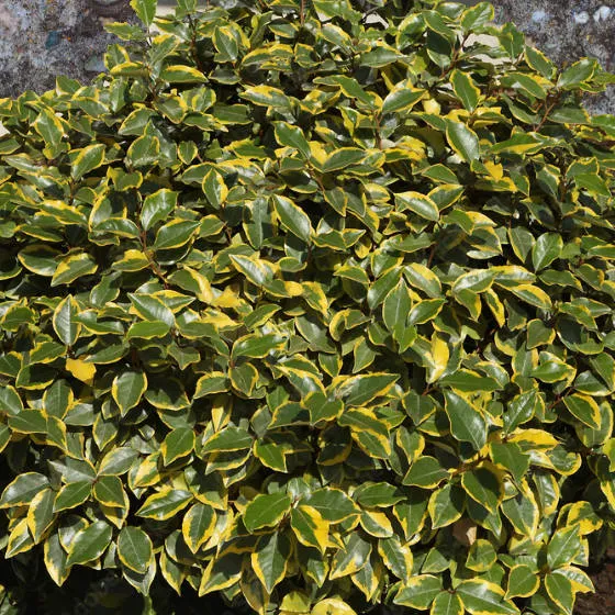 ELAEAGNUS EBBINGEI VIVILEG 150/175