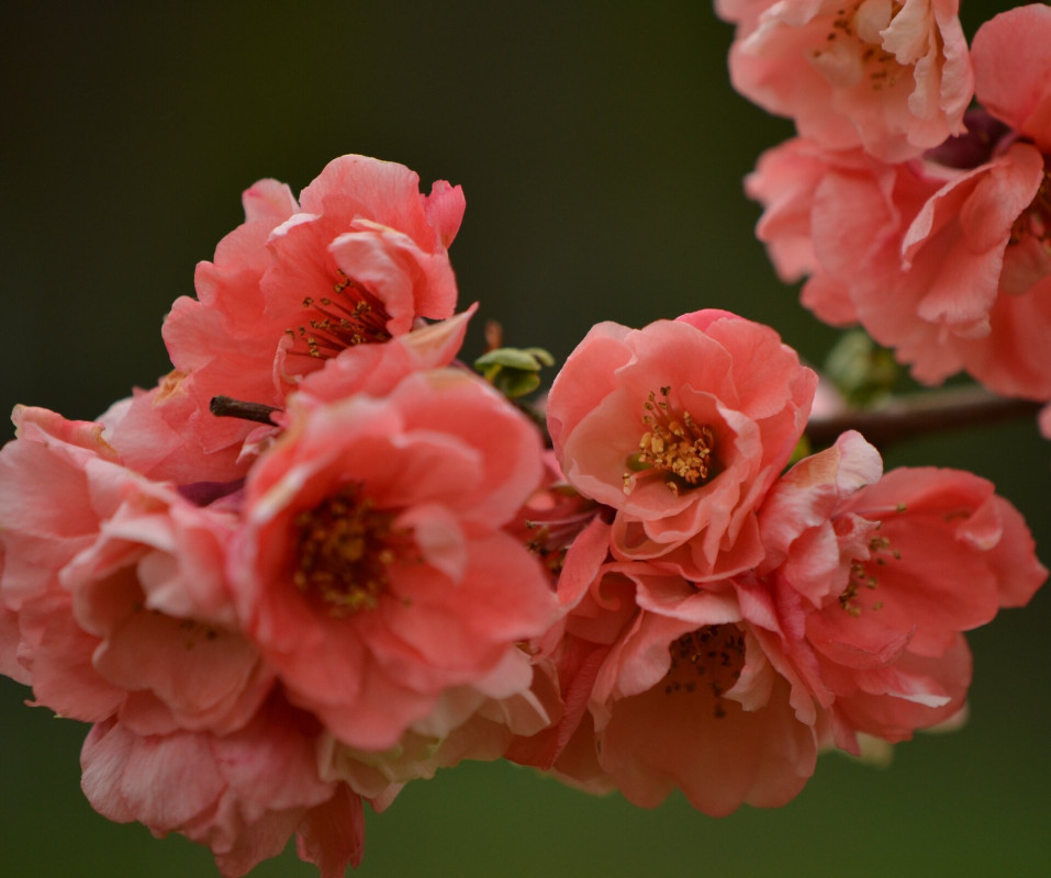 CHAENOMELES SUPERBA 100/125
