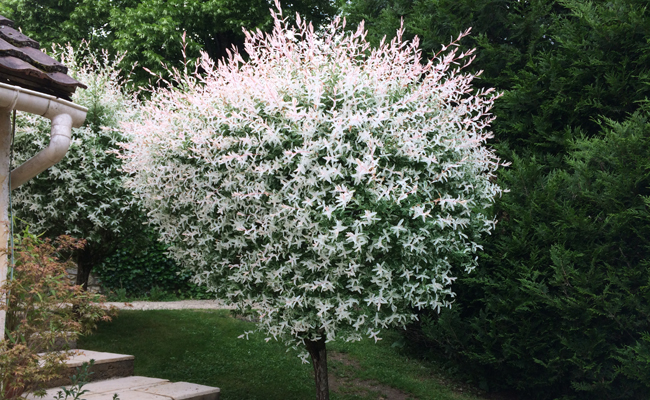 SALIX INTEGRA HAKURA NISHIKI DEMI TIGE (POT 5L, DEMI TIGE)