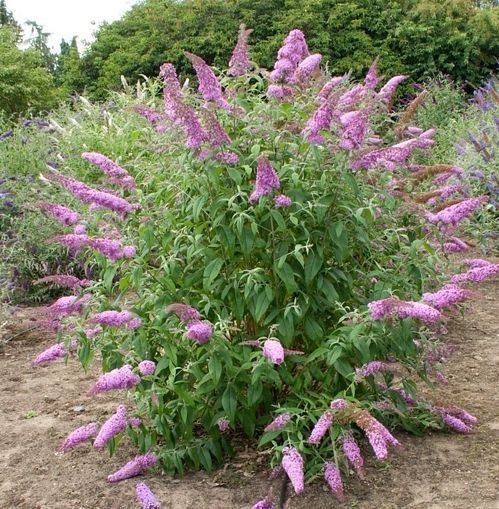 BUDDLEJA DAVIDII PINK DELIGHT