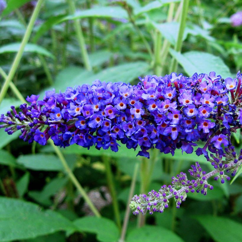 BUDDLEIA DAVIDII EMPIRE BLUE (POT 3L)