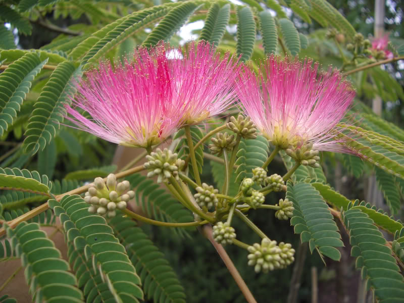 ALBIZIA JULIBRISSIN (ROSA) TIGE 6-8