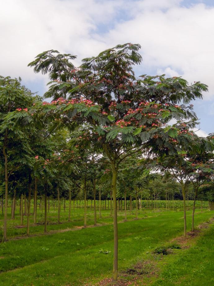 ALBIZIA JULIBRISSIN (ROSA) TIGE 8-10