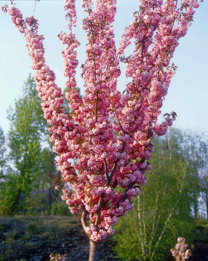 PRUNUS SERRULATA KANZAN TIGE 10-12 (POT 30L, TIGE, 10-12)