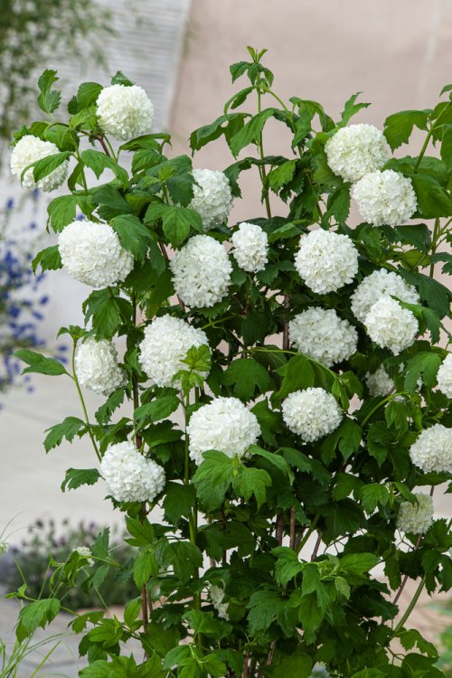 [12340] VIBURNUM OPULUS ROSEUM CLT 18 125/150 (100/125, POT 10L)