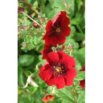 POTENTILLA ATROSANGUINEA CLT 1-2