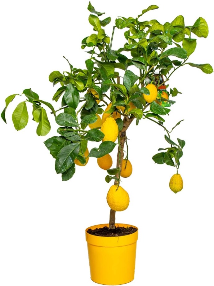 CITRUS LIMON (CITRONNIER) DEMI TIGE 8-10 (POT 25L, DEMI TIGE, 8-10)