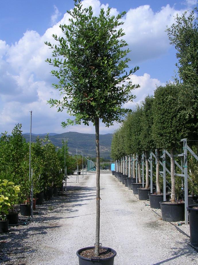 QUERCUS ILEX TIGE 12-14 (POT 45L, TIGE, 12-14)
