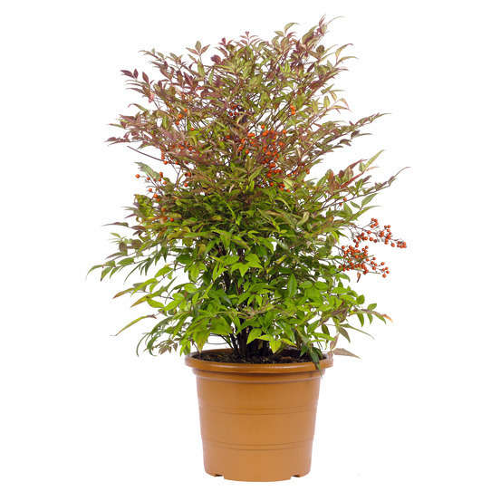 NANDINA DOMESTICA 100/125