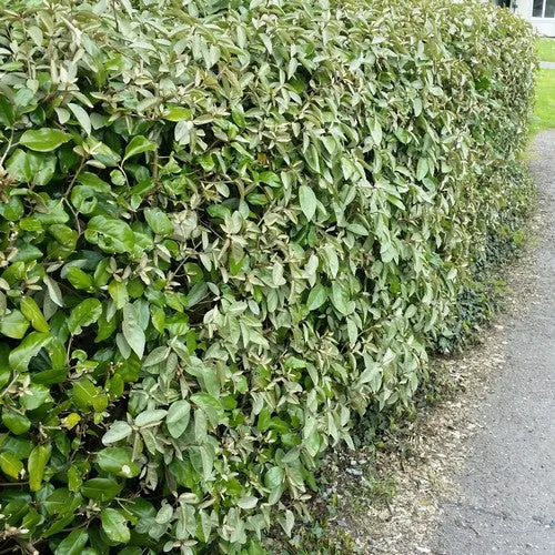 ELAEAGNUS EBBINGEI 150/175 (POT 25L, 150/175)