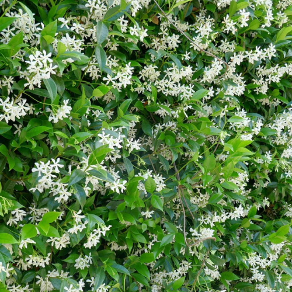 TRACHELOSPERMUM (RHYNCOSPERMUM) JASMINOIDES 175/200