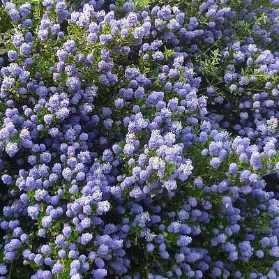 CEANOTHUS CONCHA 40/60