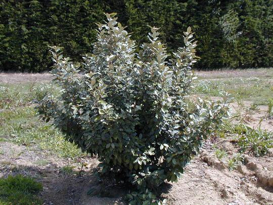 [2019] ELAEAGNUS EBBINGEI COMPACTA 100/125 (POT 10L)