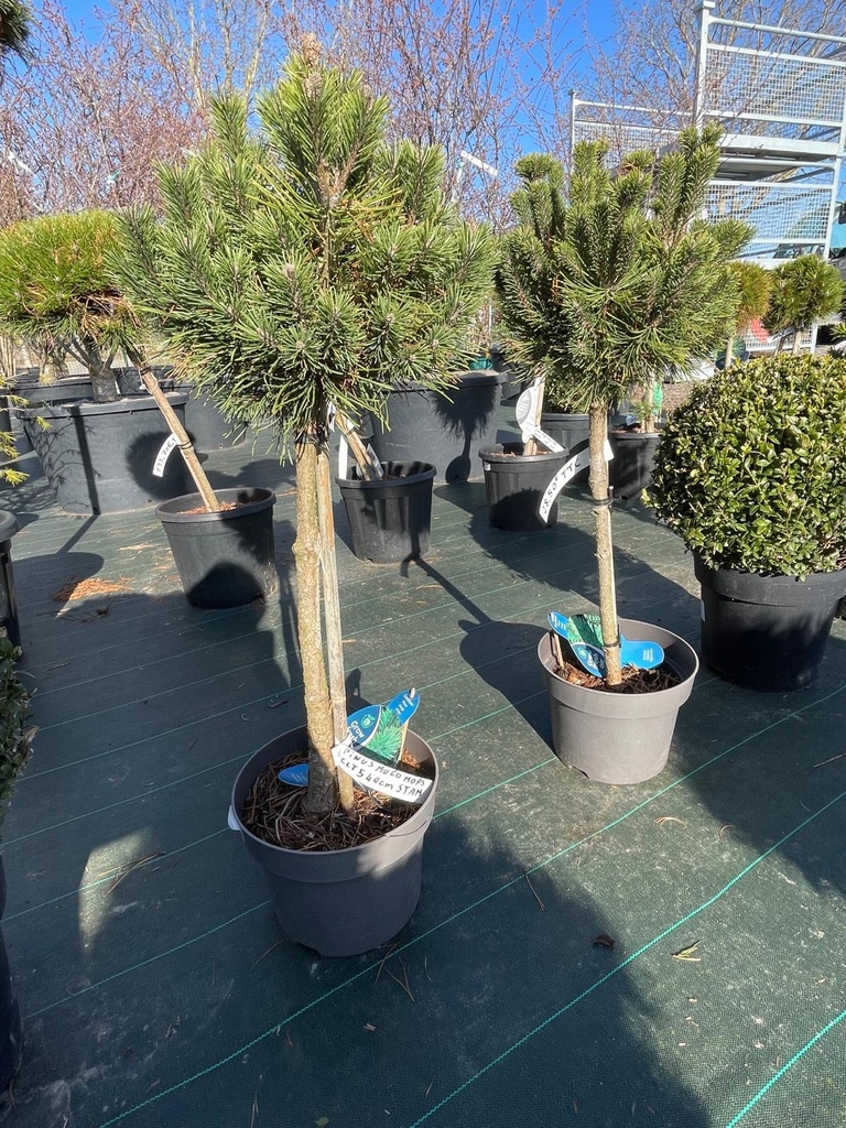 [9171] PINUS MUGO MUGHUS CLT 5 30/40
