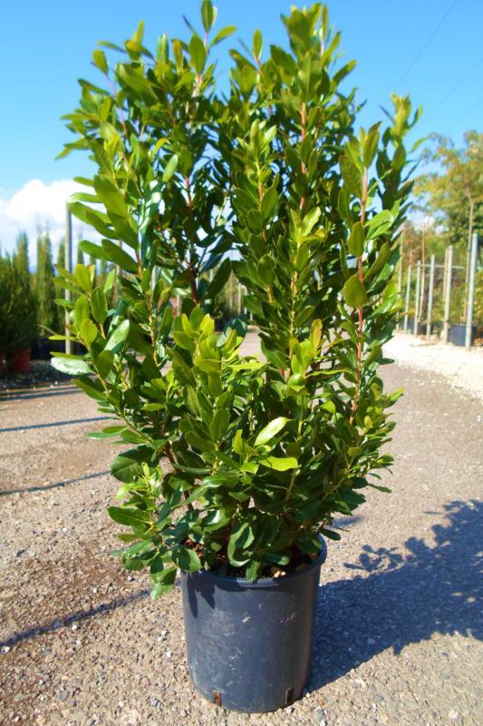 [1210] ARBUTUS UNEDO (ARBOUSIER) CLT 3 30/40