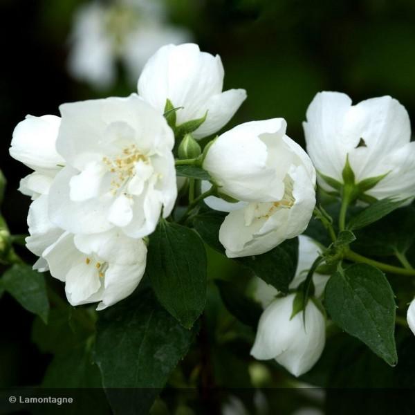 PHILADELPHUS VIRGINALIS CLT 3 80/100