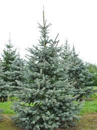 [9050] PICEA PUNGENS HOOPSII CLT 35-45 150/175
