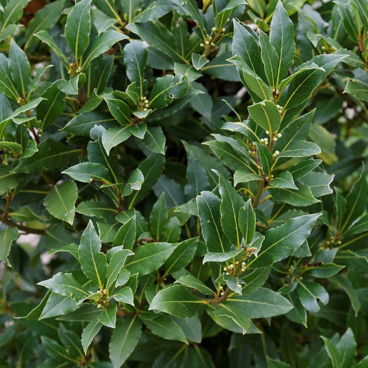 [6939] LAURUS NOBILIS (LAURIER SAUCE) PARACHUTE 350/400 (POT 160L)