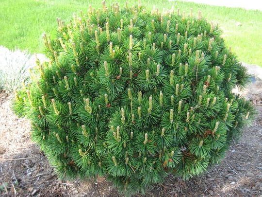 [9164] PINUS MUGO MUGHUS CLT 25 40-60