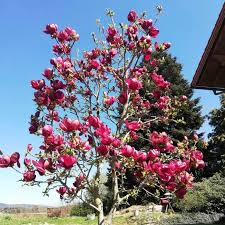MAGNOLIA SOULANGEANA GENIE CLT 35 CEPEE 200/250