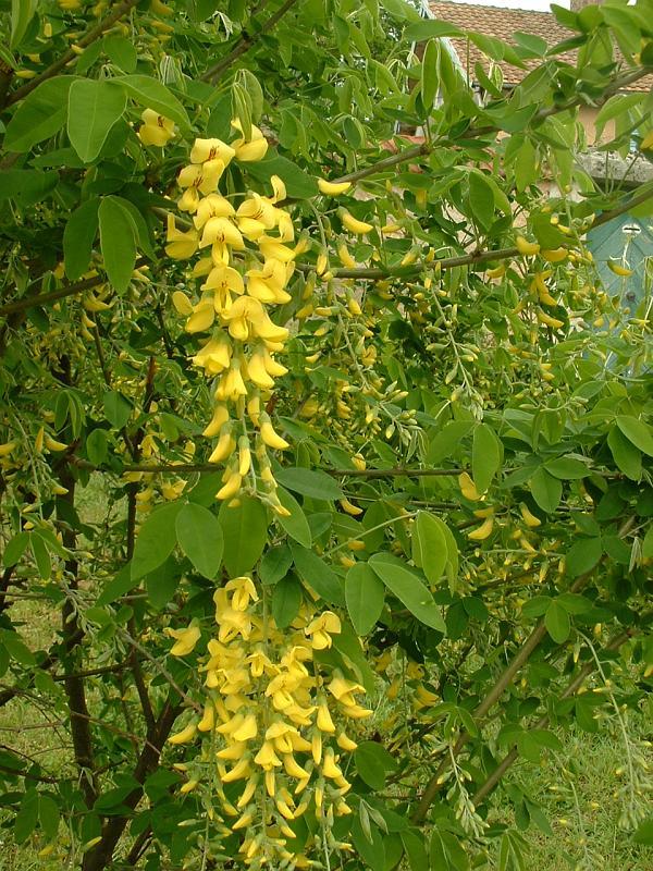 [6806] LABURNUM ANAGYROIDES 350/400 (POT 120L)