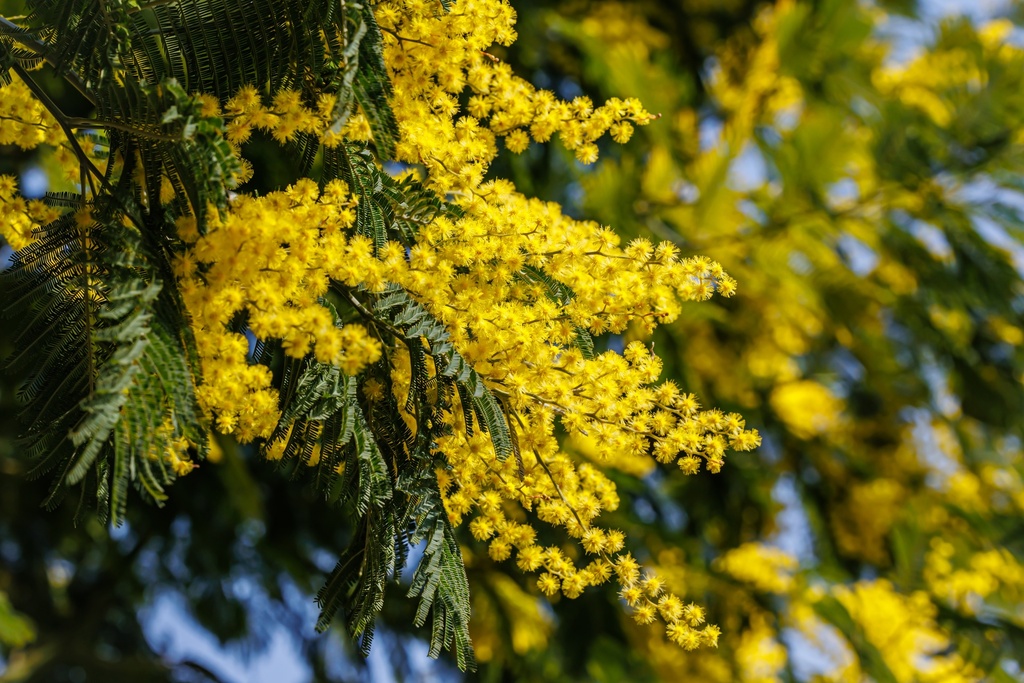 [0076] ACACIA DEALBATA (MIMOSA) CLT 18 TIGE 8-10 (POT 18L, TIGE, 8-10)