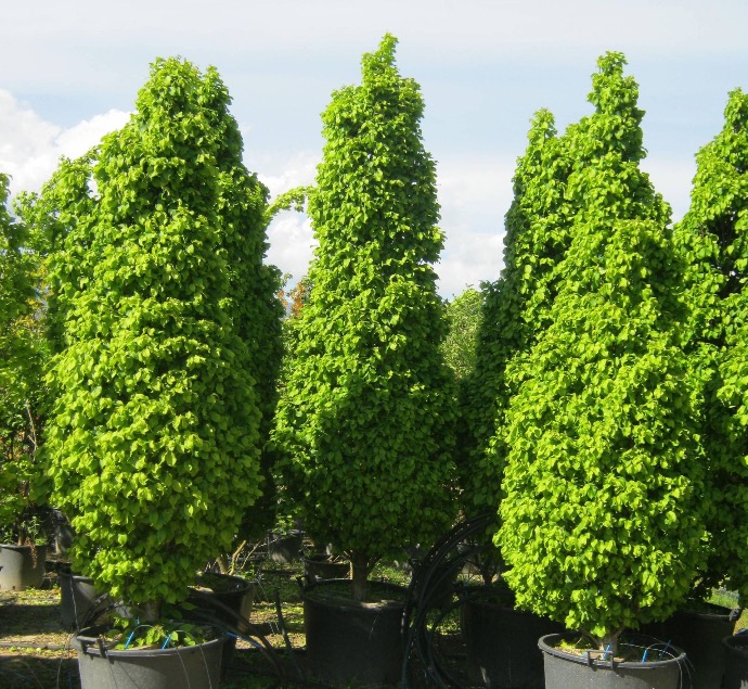 CARPINUS BETULUS MONUMENTALIS CLT 110 TIGE 14-16