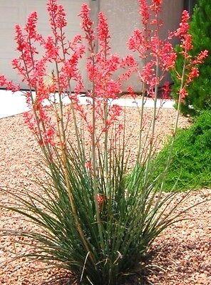 [5980] HESPERALOE PARVIFLORA RUBRA 40/60 (POT 10L)