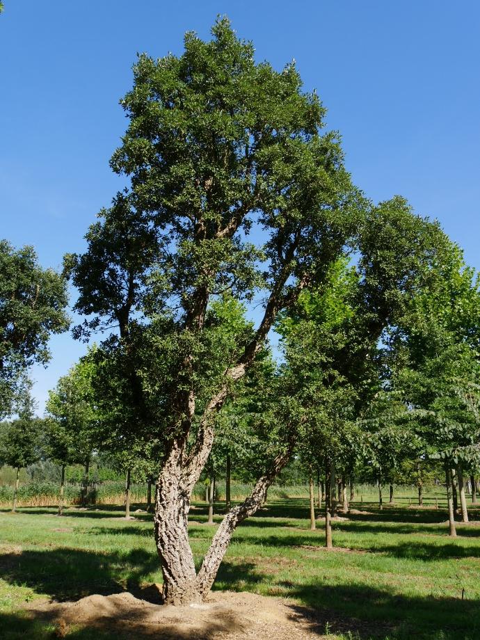 QUERCUS SUBER CLT 375 350/400