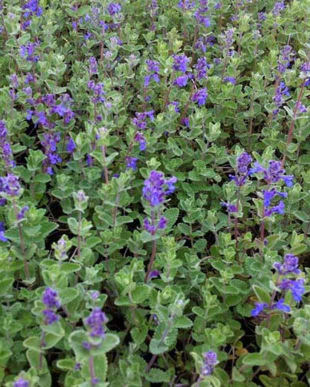 NEPETA MUSSINII CLT 1-2