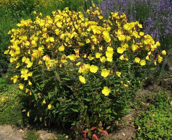 OENOTHERA FRUTICOSA (COULEUR/VARIETE) GDT