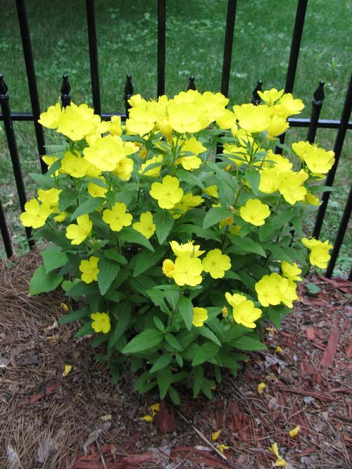 OENOTHERA MISSOURIENSIS GDT