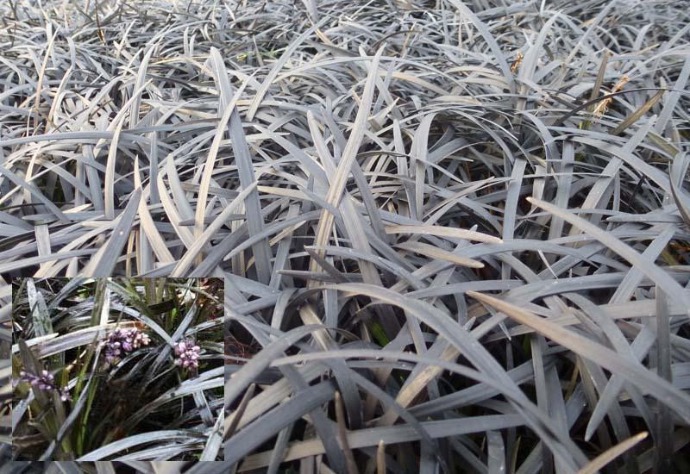 [8430] OPHIOPOGON PLANISCAPUS NIGER GDT (GDT)