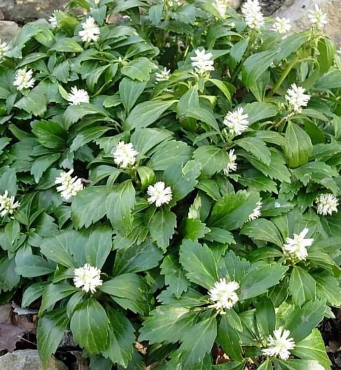 [8526] PACHYSANDRA TERMINALIS GDT (BLANC)