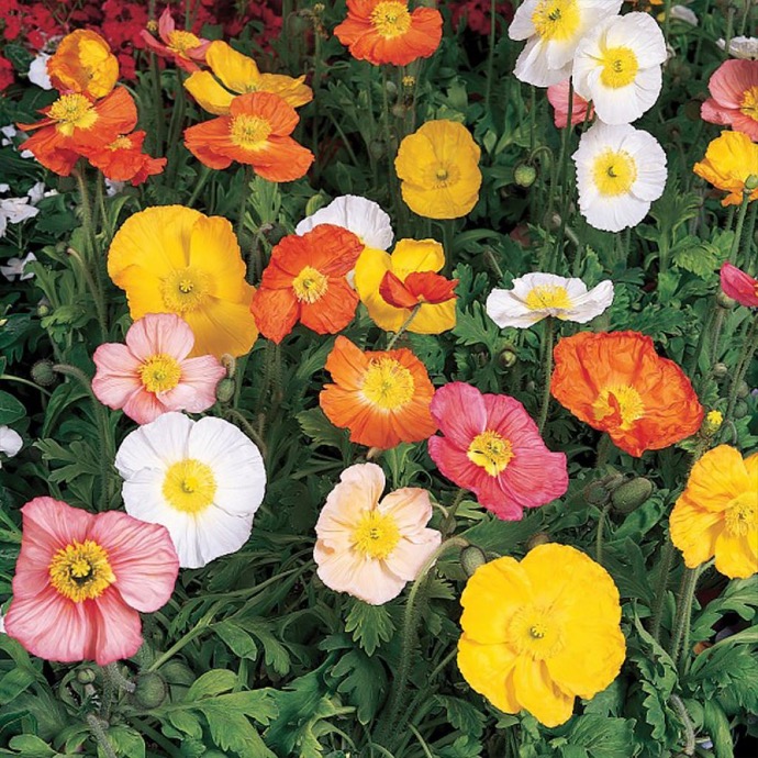 [8580] PAPAVER NUDICAULE GDT (VARIÉ)