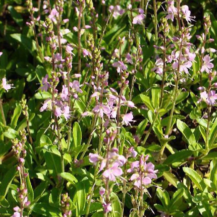 PARAHEBE KENTY GDT (ROSE)