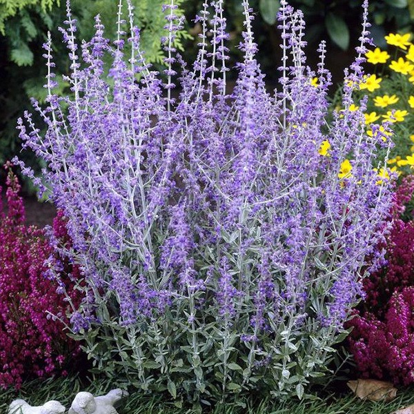 PEROVSKIA ATRIPLICIFOLIA GDT
