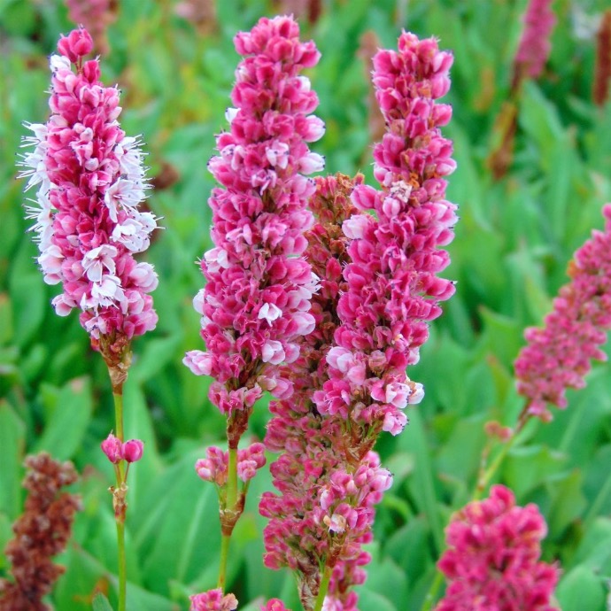 PERSICARIA AFFINE GDT