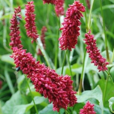 PERSICARIA AMPLEXICAULE GDT (ROUGE)
