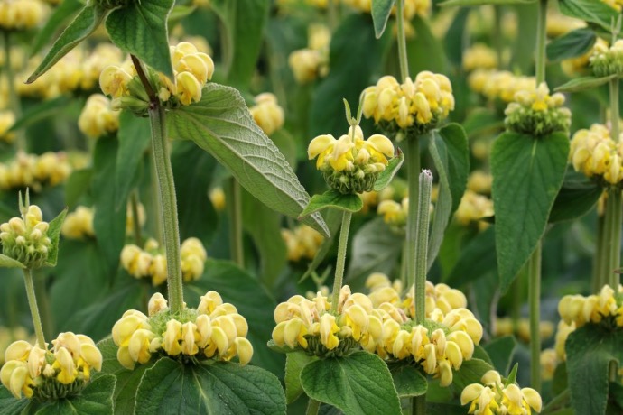 PHLOMIS RUSSELIANA GDT (JAUNE)