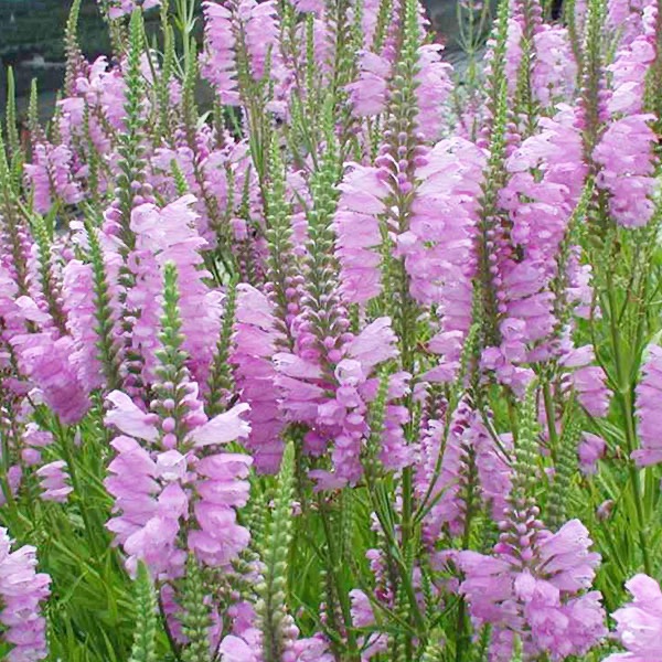 PHYSOSTEGIA VIRGINIANA GDT